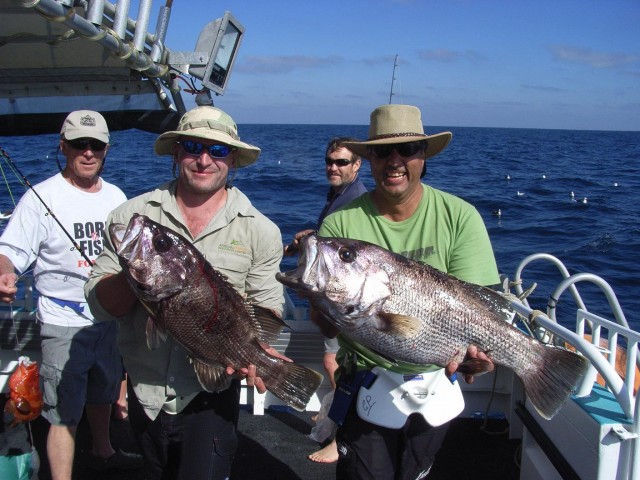 Abrolhos Dhu Pair